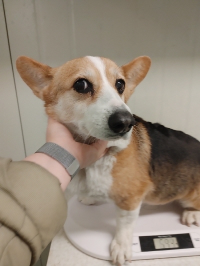 동부유기동물보호협회_426333202500059